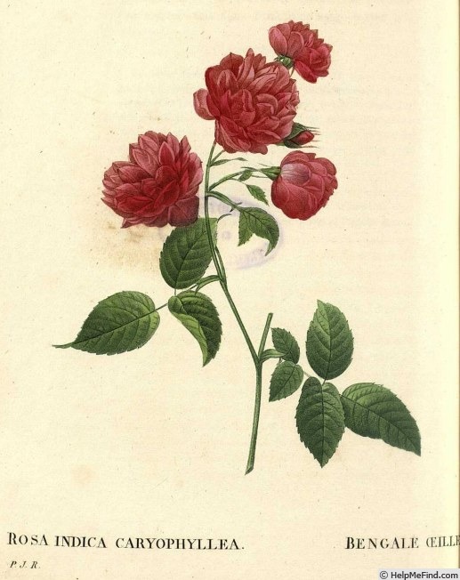 'Bengale Oeillet' rose photo