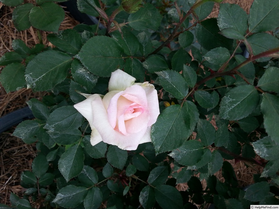 'Leading Lady ™ (mini-flora, Benardella 2006)' rose photo