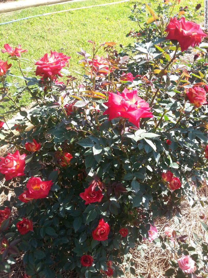 'Glowing Amber ™' rose photo