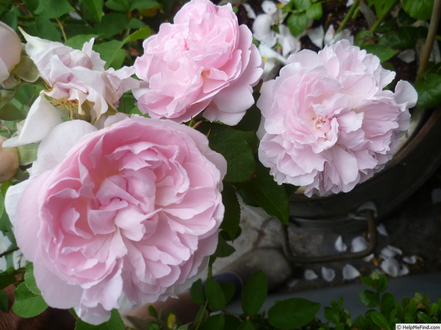 'Redouté' rose photo