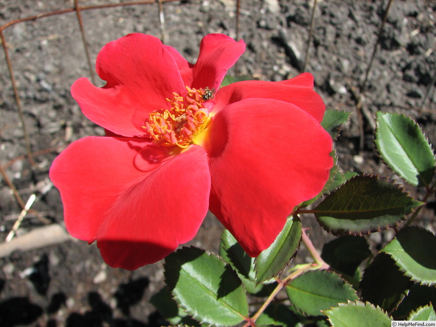 'Miracle on the Hudson' rose photo