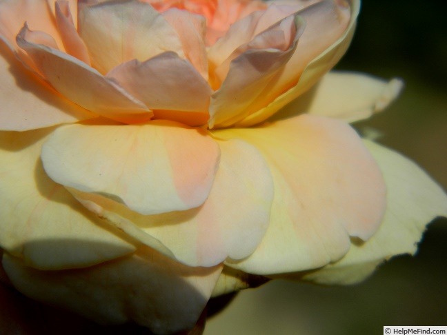 'Proteus Anguinus Rose' rose photo