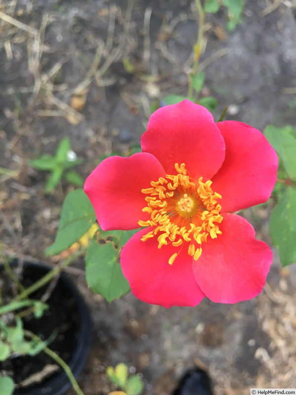 'THE PASSIONS' rose photo