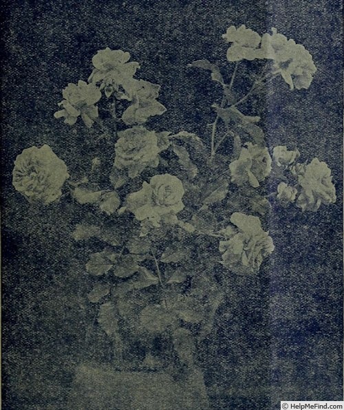 'Pink Pearl (Wichuraiana, Horvath, 1901)' rose photo