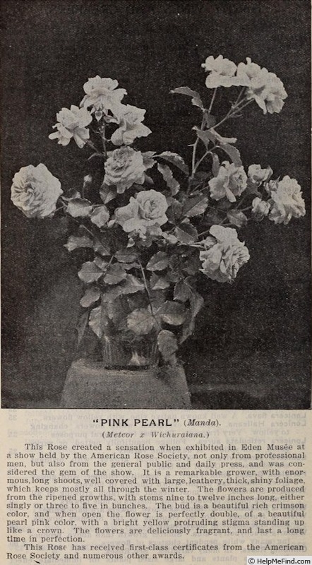 'Pink Pearl (Wichuraiana, Horvath, 1901)' rose photo