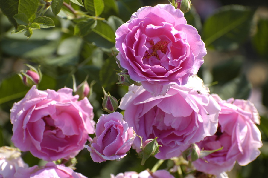 'The Lady Theresa' rose photo