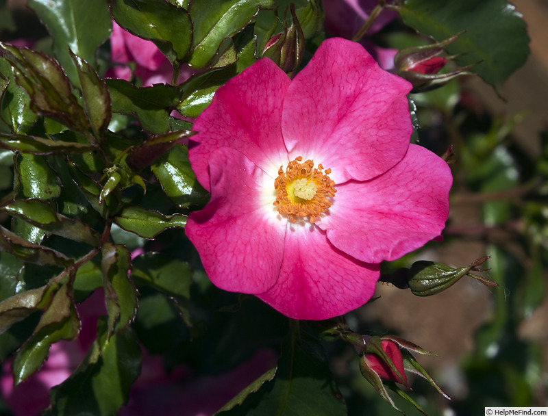 'Bullseye (hybrid wichurana, Voorwinde 2011)' rose photo