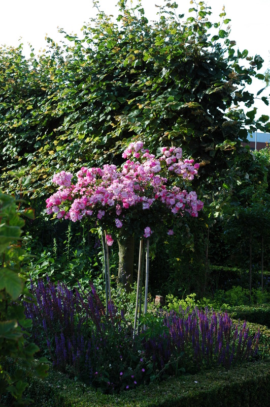 'Lavender Dream' rose photo