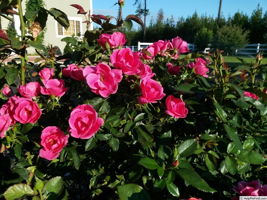 'Flamingo Kolorscape ™' rose photo