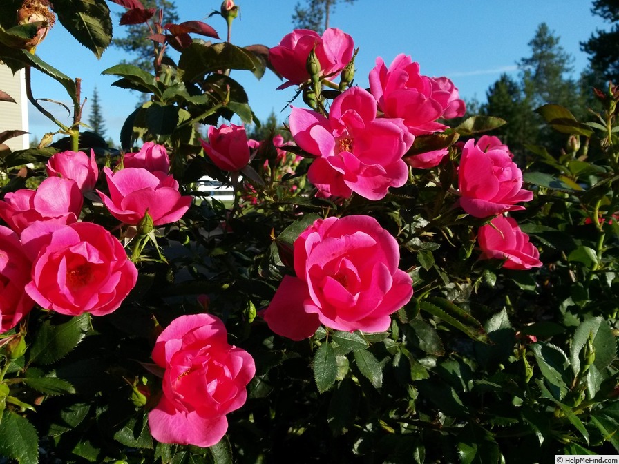 'Flamingo Kolorscape ™' rose photo