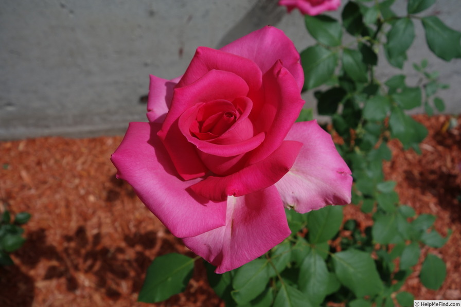 'Astounding Glory' rose photo