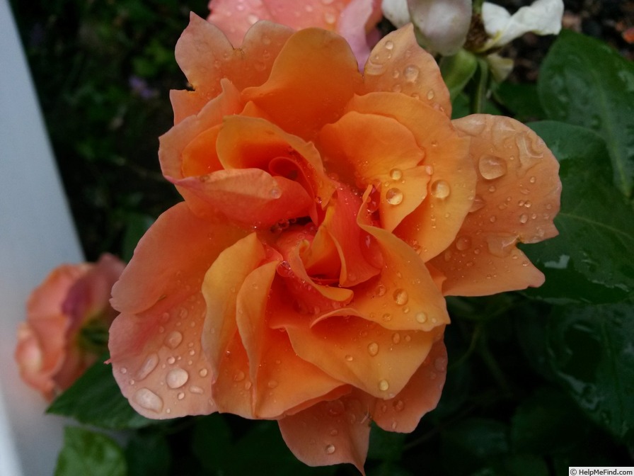 'Honey Nectar™' rose photo