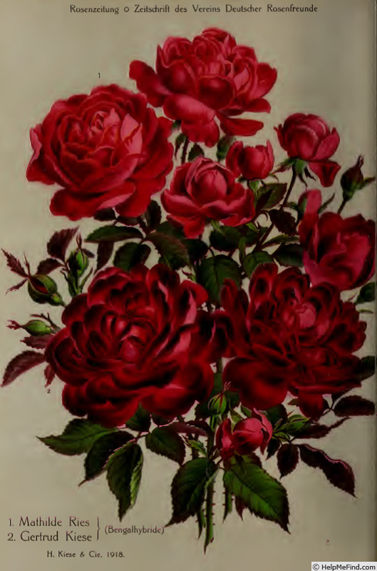 'Gertrud Kiese' rose photo