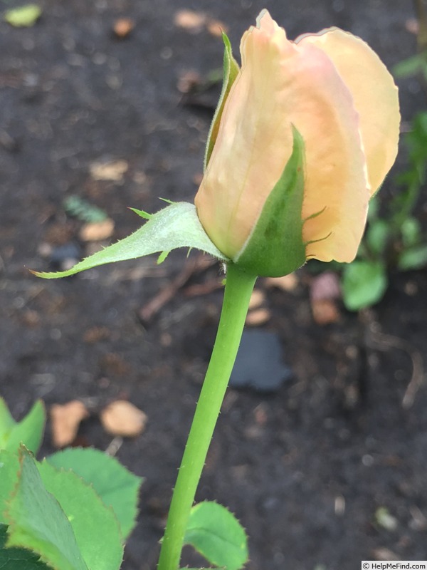 'Calico Gal' rose photo