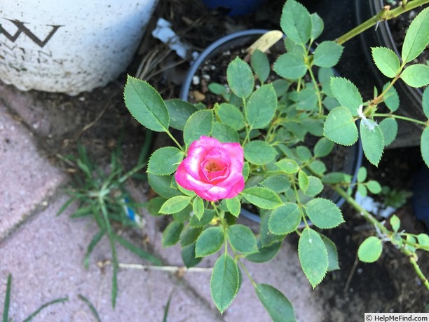 'BEKDSC' rose photo