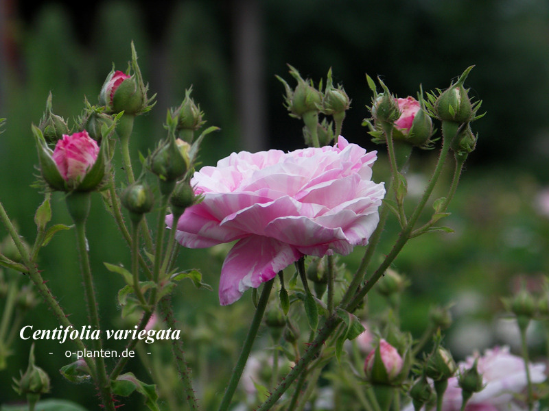 'Centifolia Variegata' rose photo