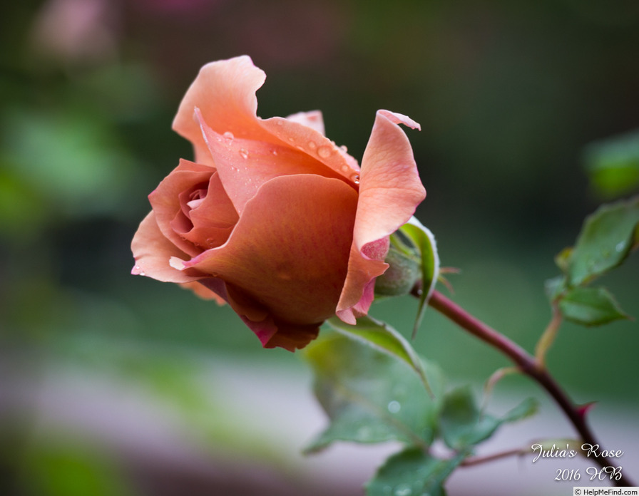 'Julia's Rose' rose photo