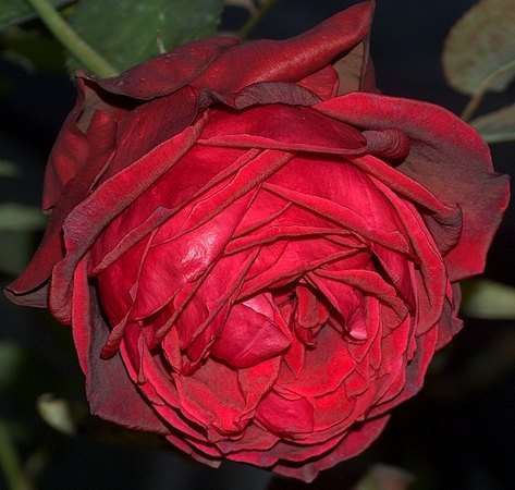 'Harry G. Hastings' rose photo