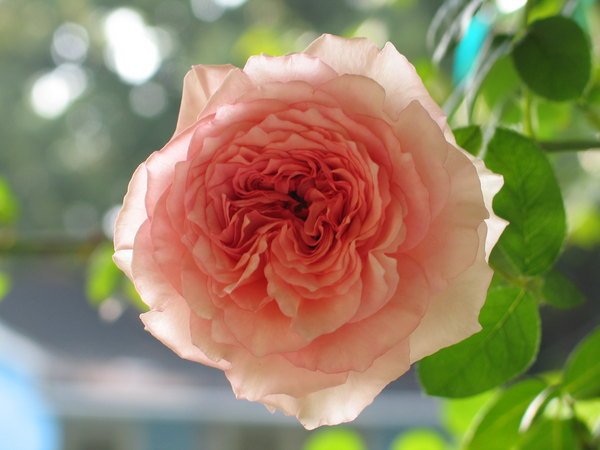 'James Galway' rose photo