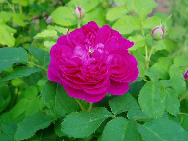 'Amanda Patenotte' rose photo