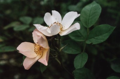 'Alexandra Rose (shrub, Austin, 1992)' rose photo