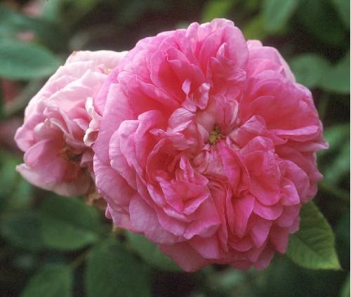 'Jan Balis' rose photo