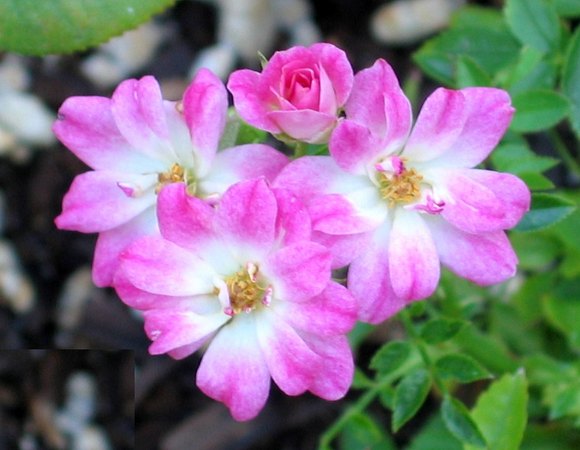 'Baby Cheryl' rose photo