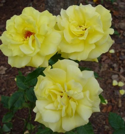 'Sunsprite (Floribunda, Kordes, 1973)' rose photo