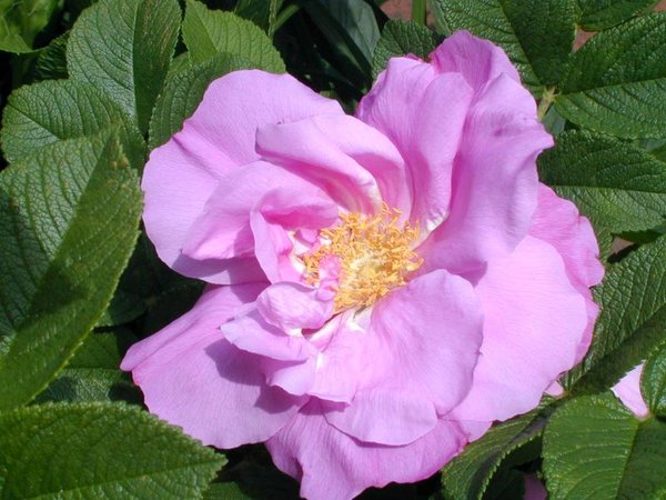 'Zwerg' rose photo