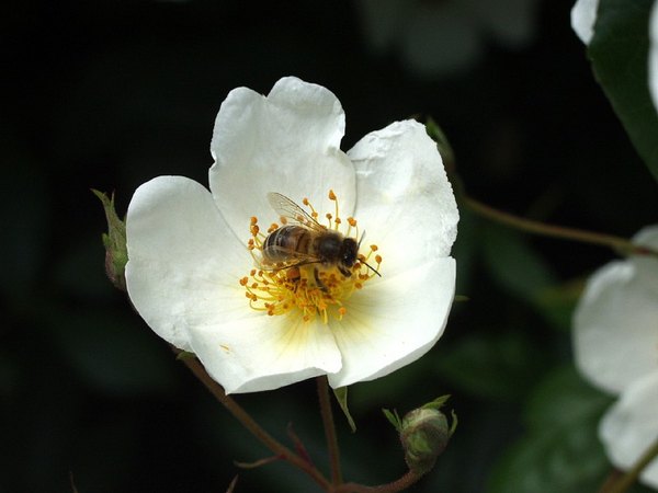 '<i>Rosa mulliganii</i> Boulenger' rose photo