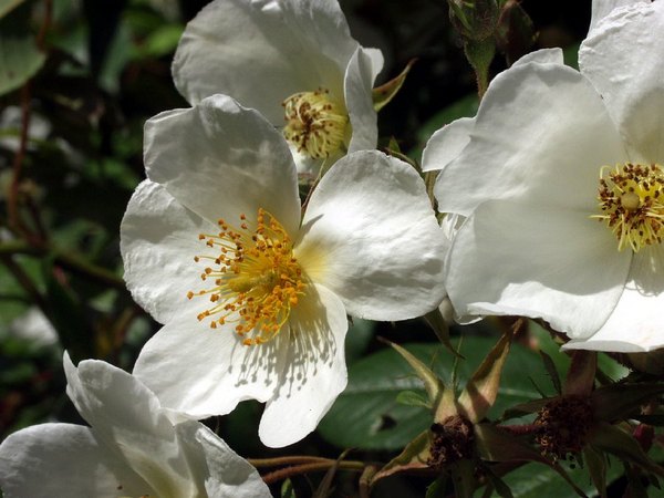 '<i>Rosa mulliganii</i> Boulenger' rose photo