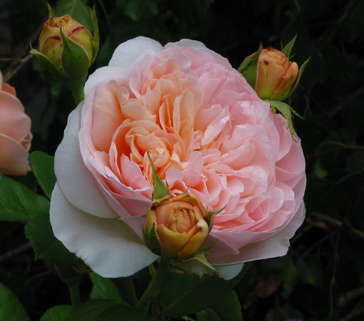 'Evelyn ™ (shrub, Austin, 1991)' rose photo