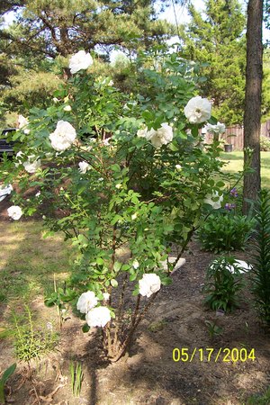 'White Magic (hybrid tea, Certified Roses, 1998)' rose photo