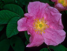 '<i>Rosa blanda</i> Aiton' rose photo