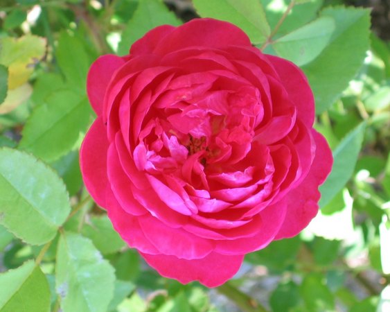 'Benjamin Britten' rose photo