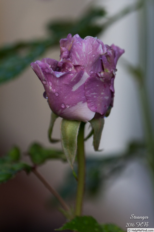 'Stranger' rose photo