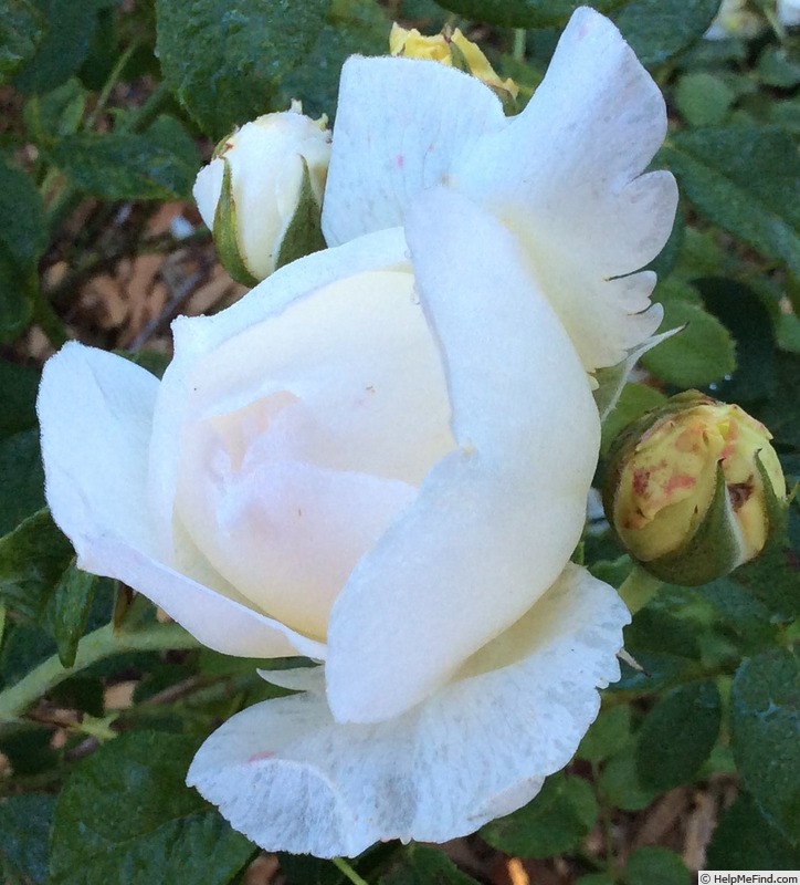 'Lochinvar' rose photo