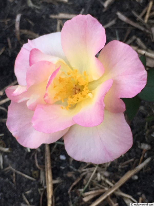 'Central Iowa Rose Garden'  photo