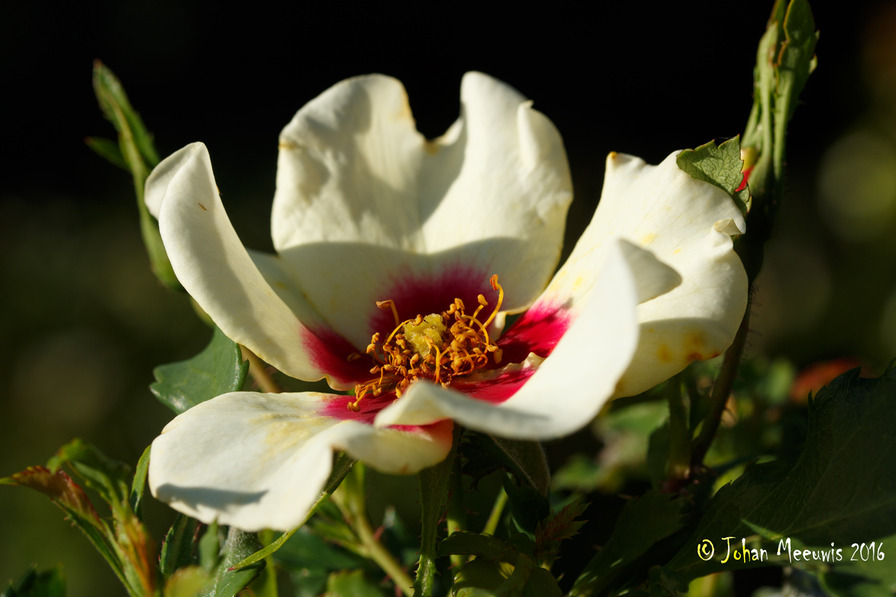 'Cream Babylon Eyes ®' rose photo