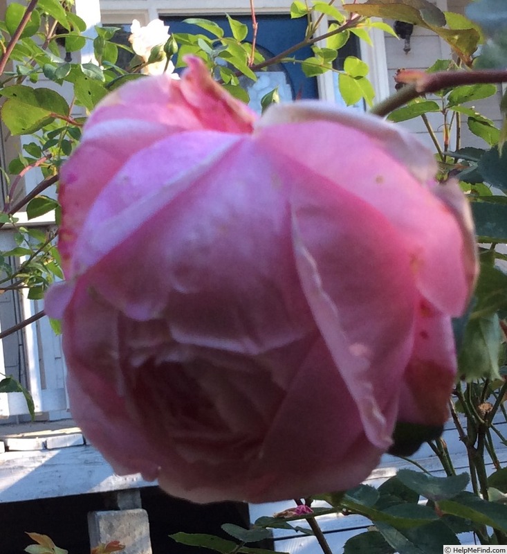 'Bibi Maizoon ®' rose photo