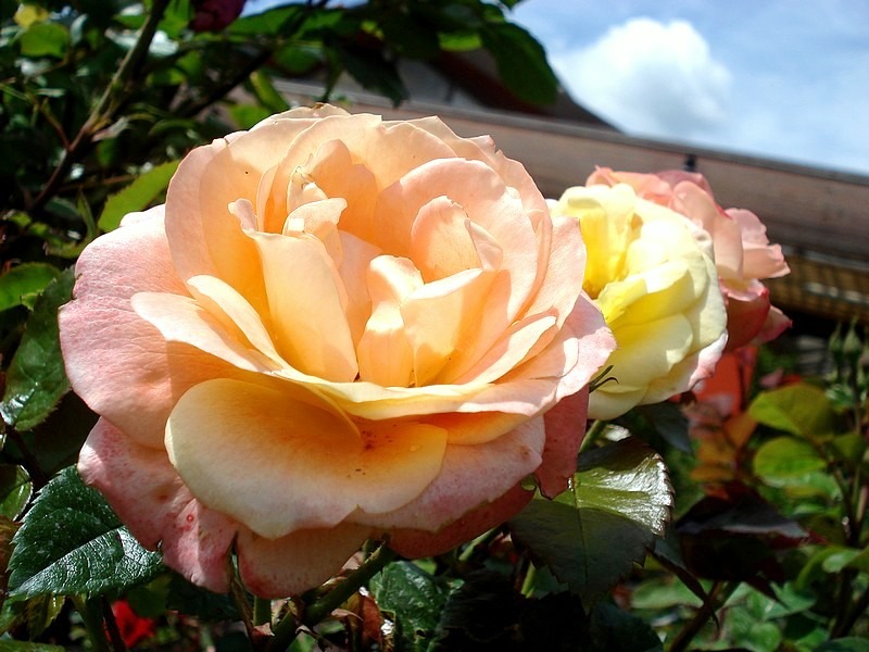 'Bonne Soirée ®' rose photo