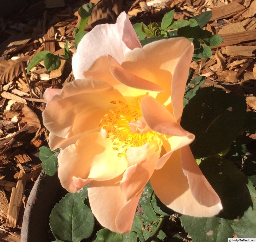 'Jacquenetta' rose photo