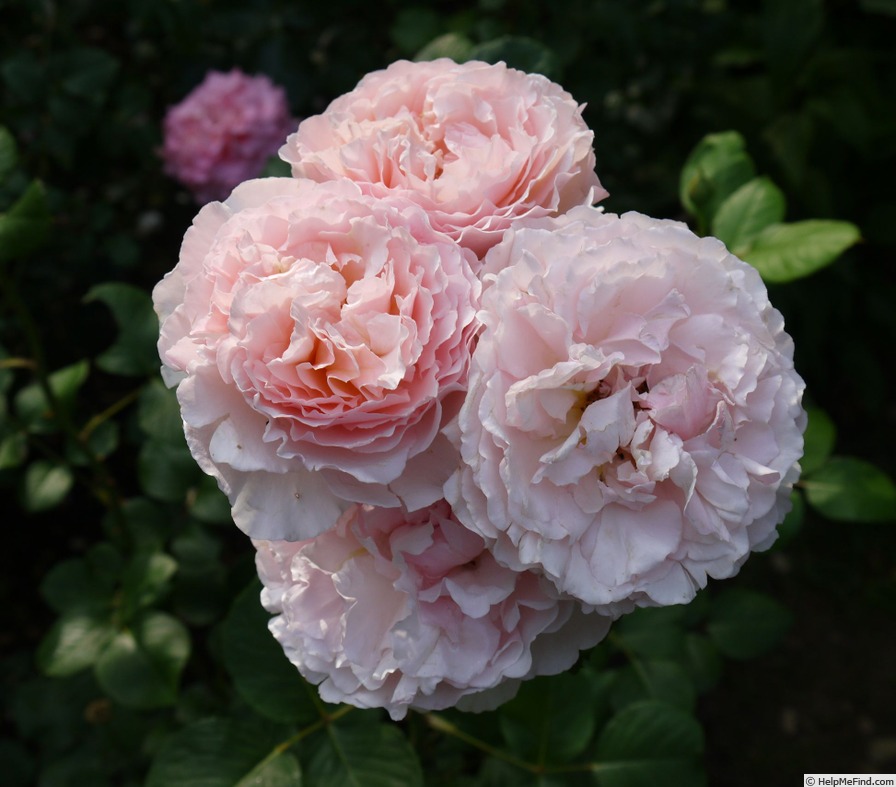 'Princesse Charlène de Monaco ®' rose photo