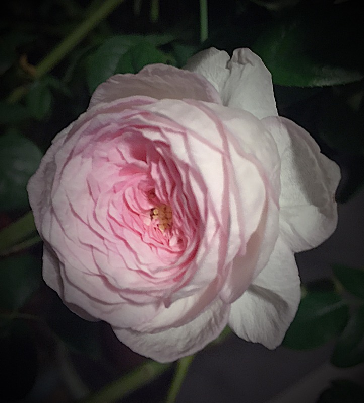 'Mon Coeur' rose photo