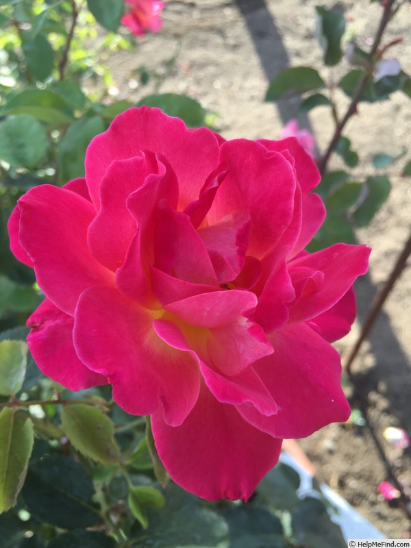 'Lustige' rose photo