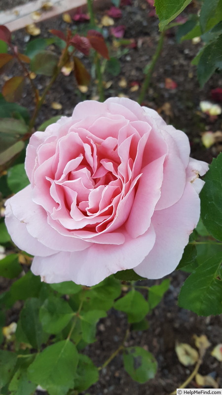 'Frederic Mistral ®' rose photo