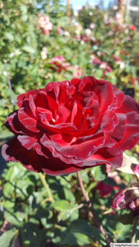 'Black Garnet' rose photo