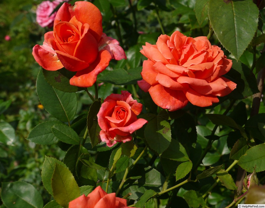 'Soyeuse de Lyon' rose photo