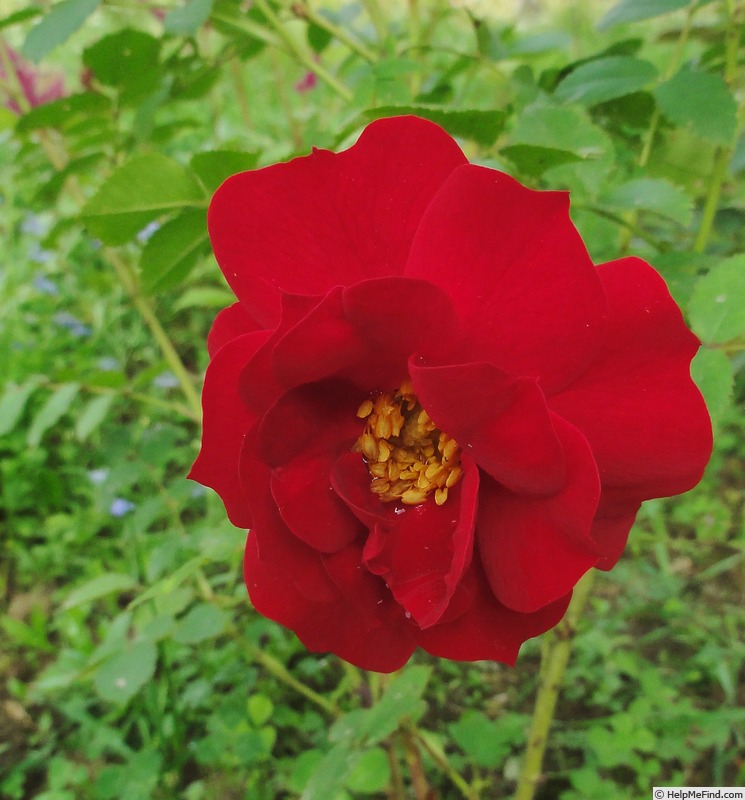 'Adelaide Hoodless' rose photo