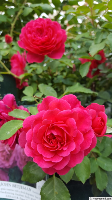 'Sir John Betjeman' rose photo